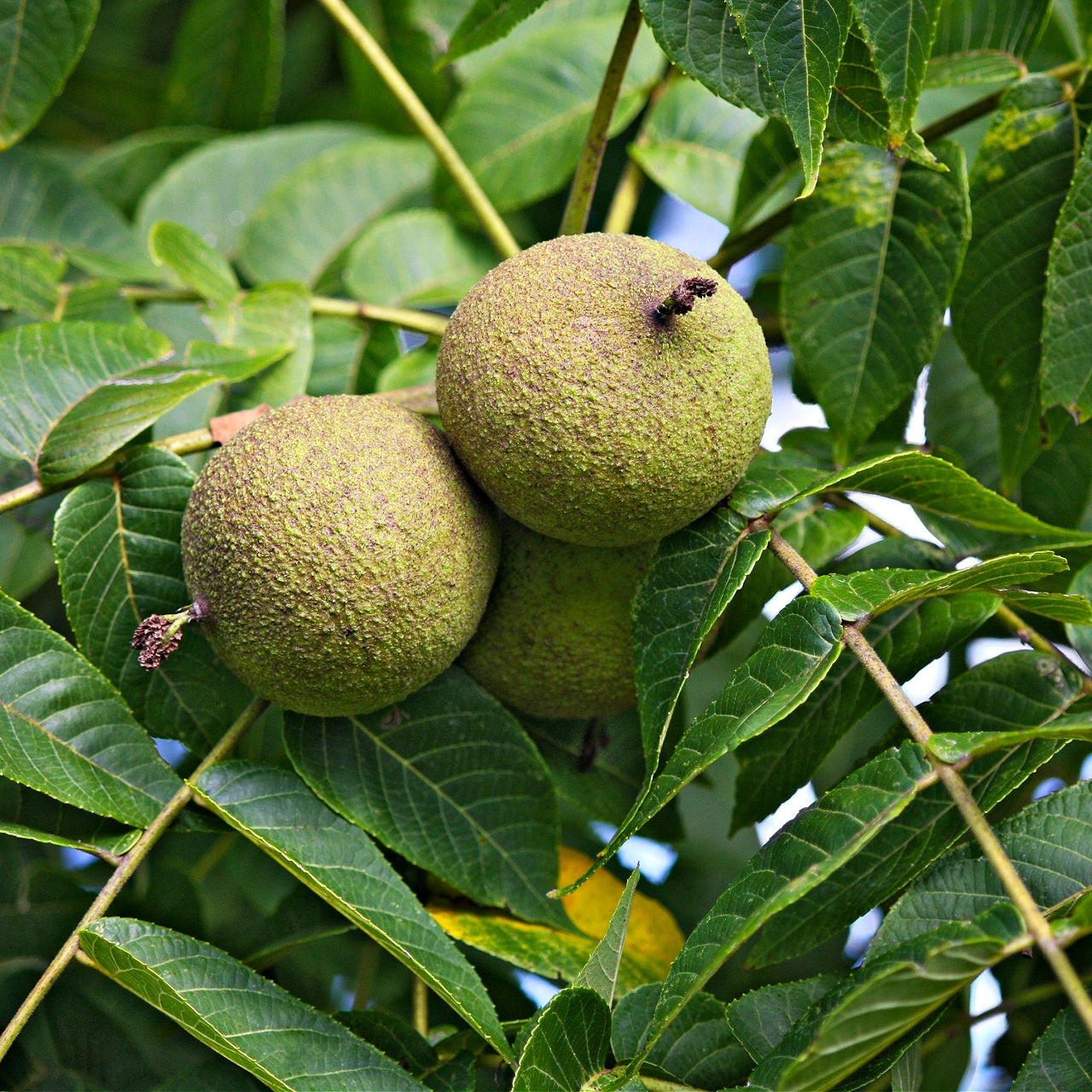 Black Walnut Trees