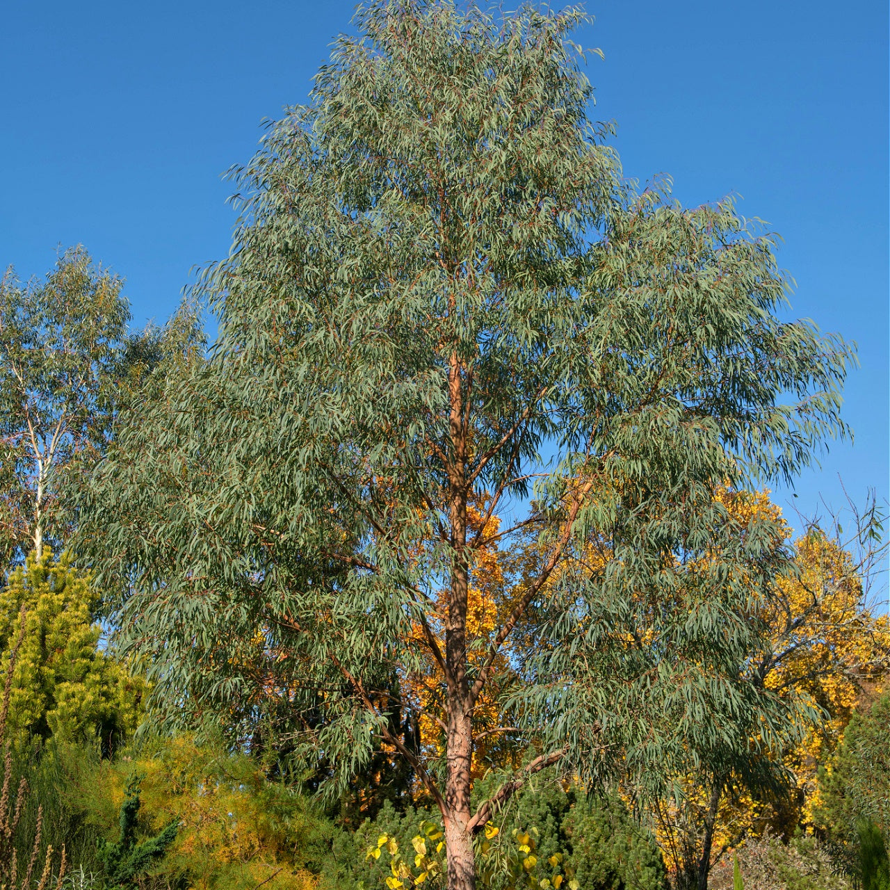 Black Willow Tree