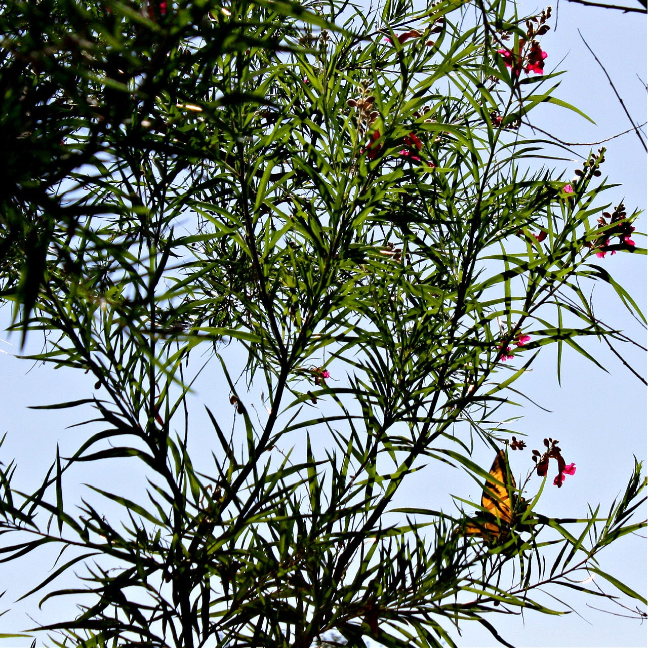 Black Willow Trees