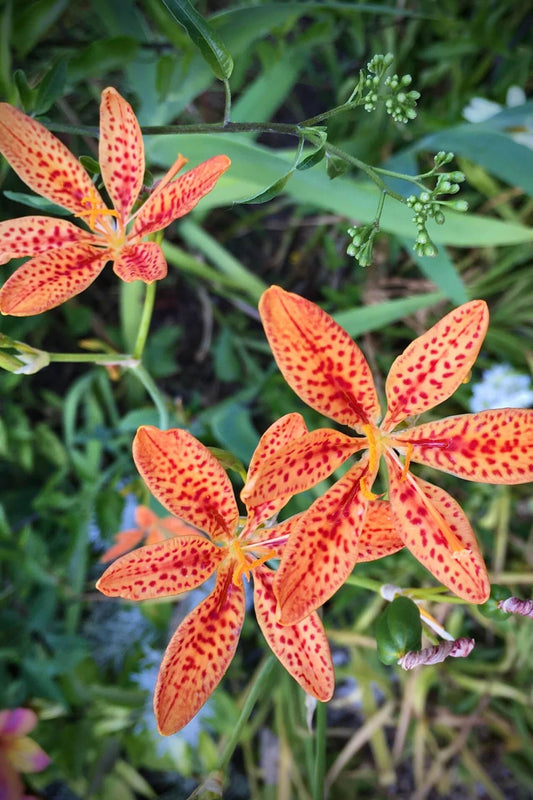 Blackberry Lily