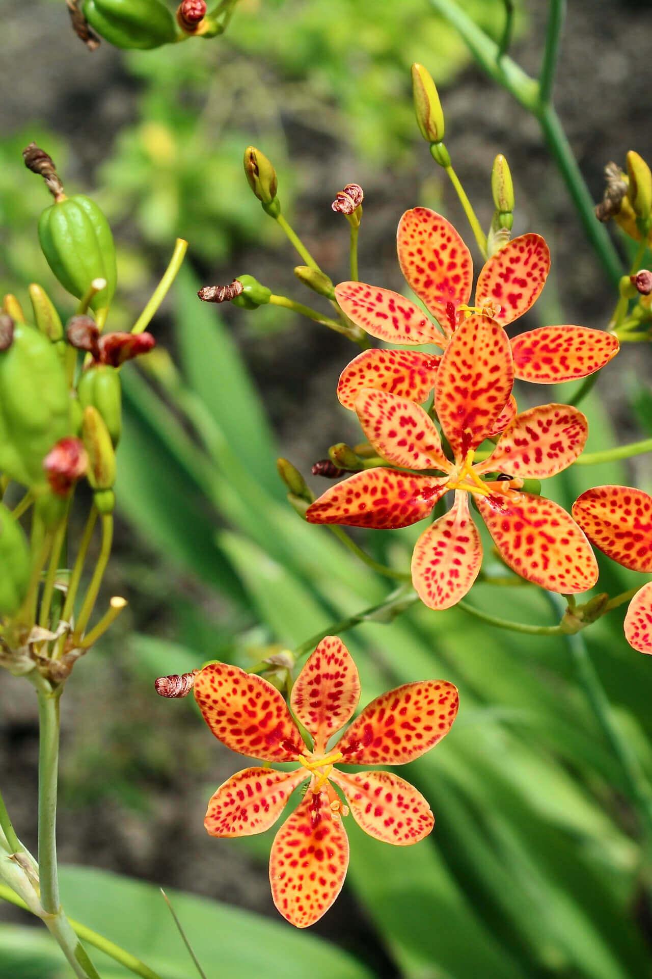 Turk Cap Lily