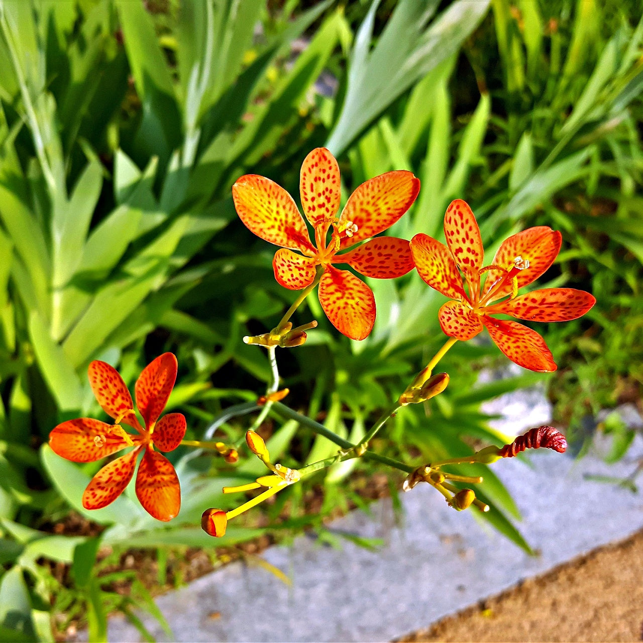 Blackberry Lily