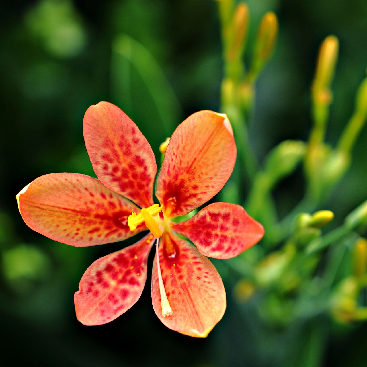 Blackberry Lily Bloom