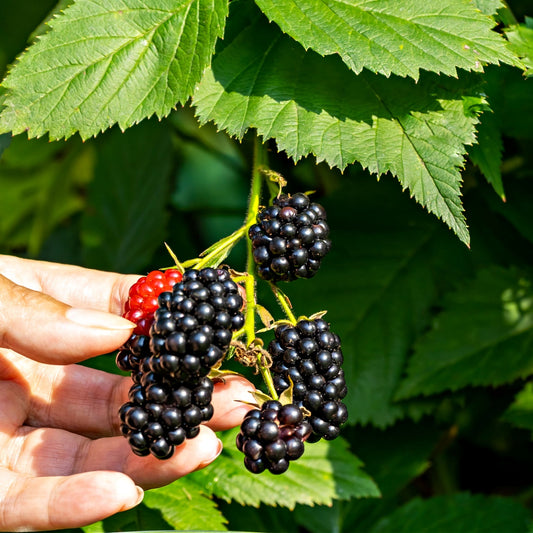 Blackberry Plant