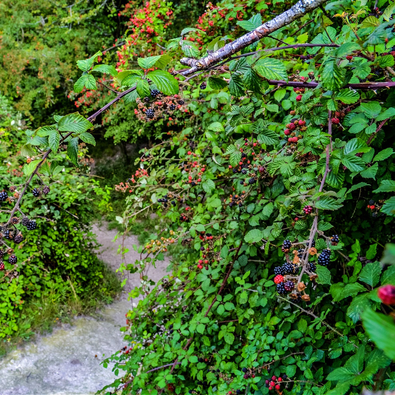 Blackberry Plants