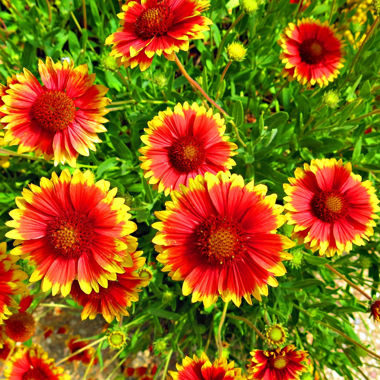 Blanket Flower