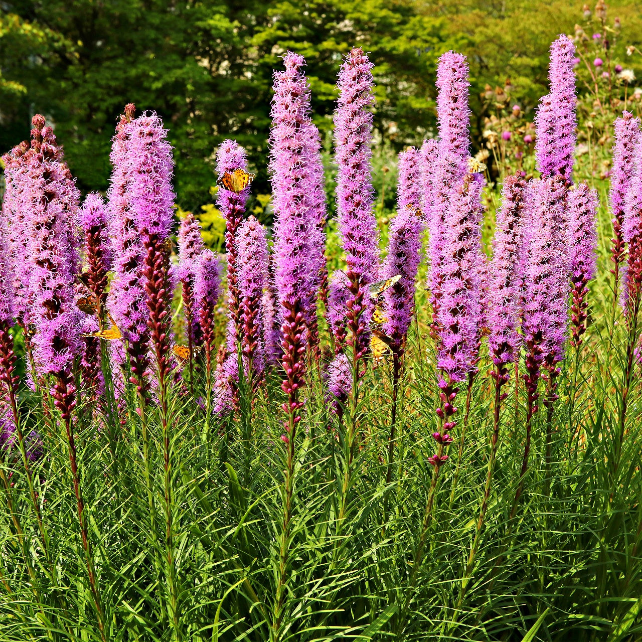 Blazing Star plants