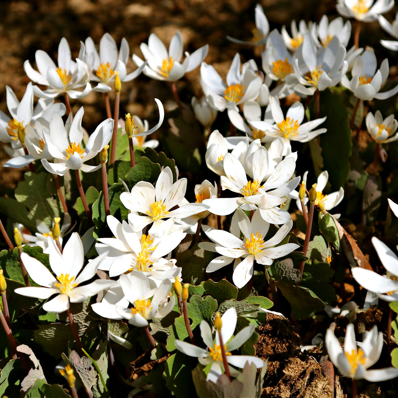 Bloodroot