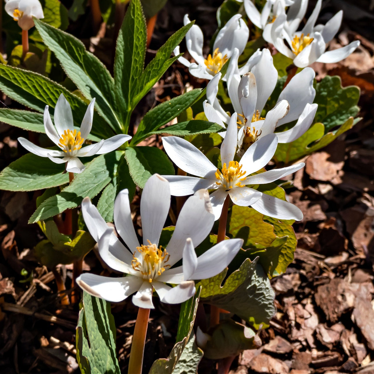 Bloodroot Plant