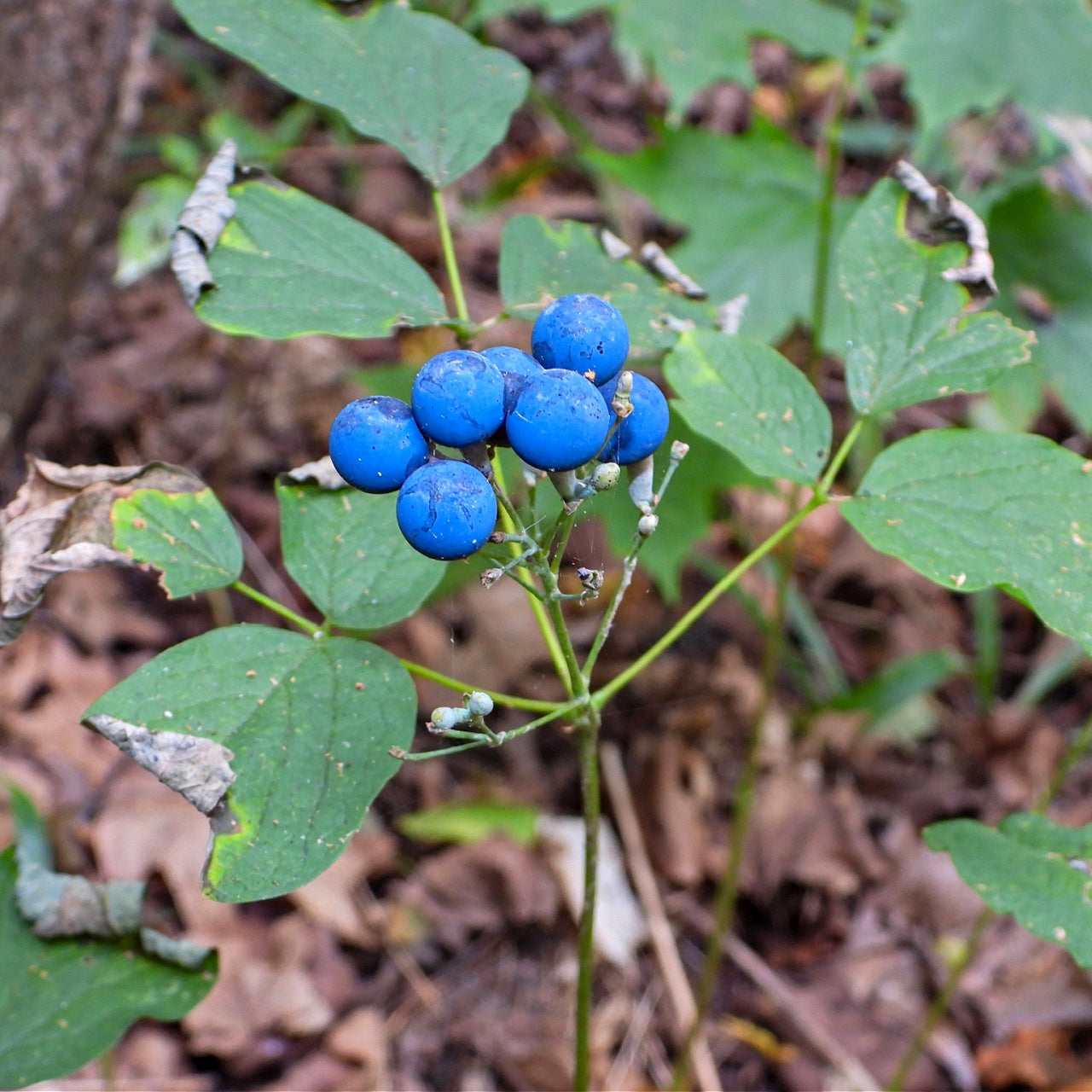 Blue Cohosh