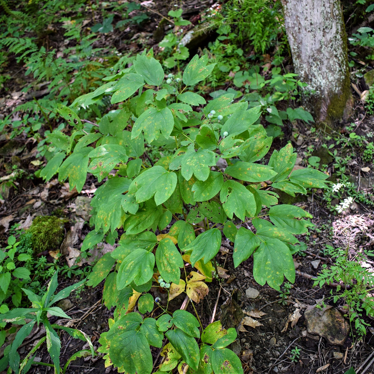 Blue Cohosh Plants