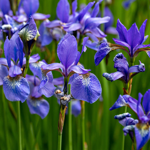 Blue Flag Iris