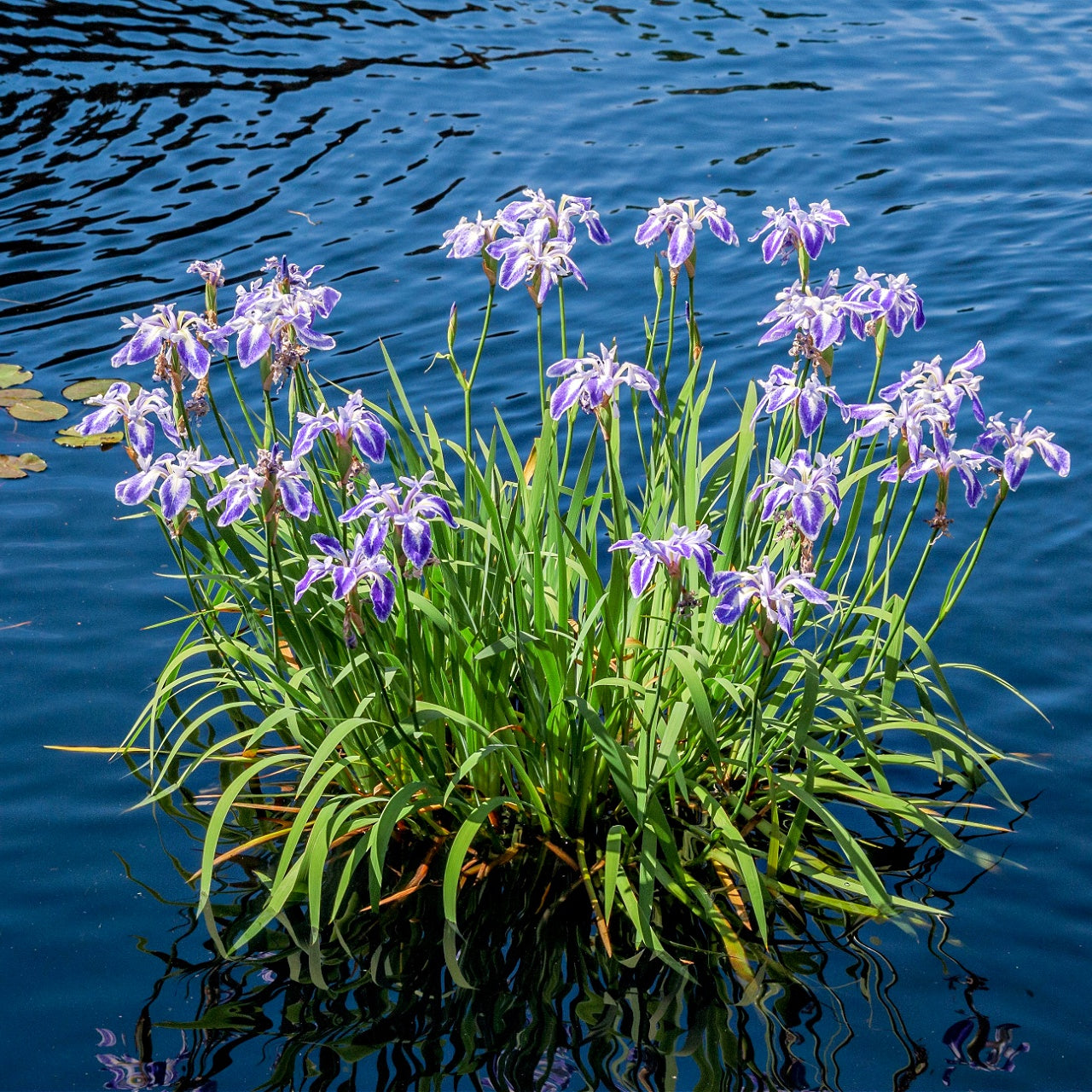 Blue Flag Iris Plants