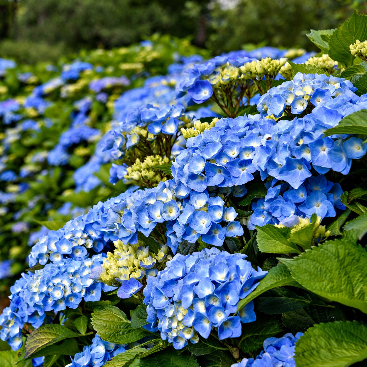 Blue Hydrangea