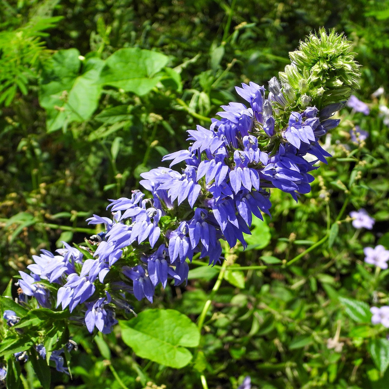 Blue Lobelia