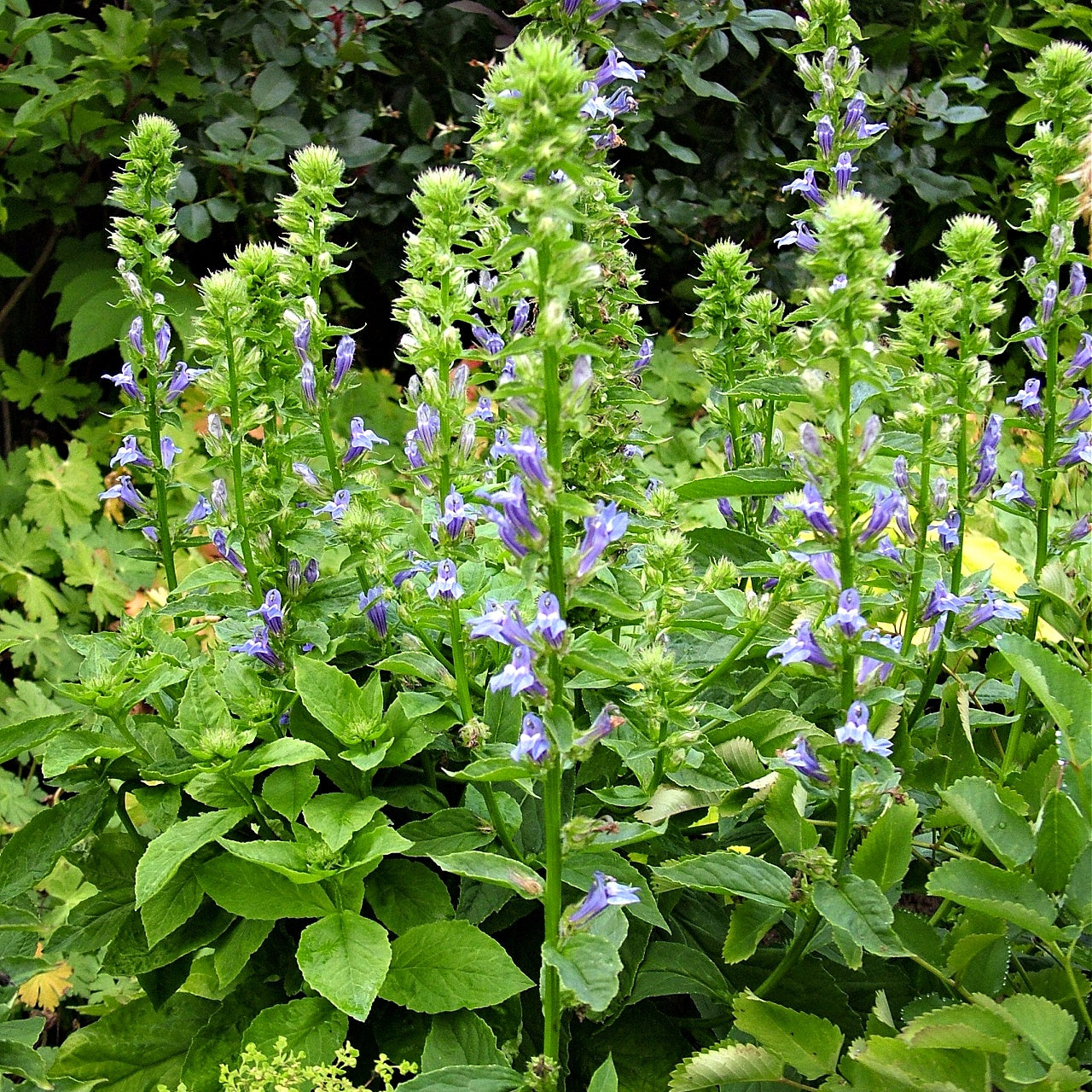 Blue Lobelia plants