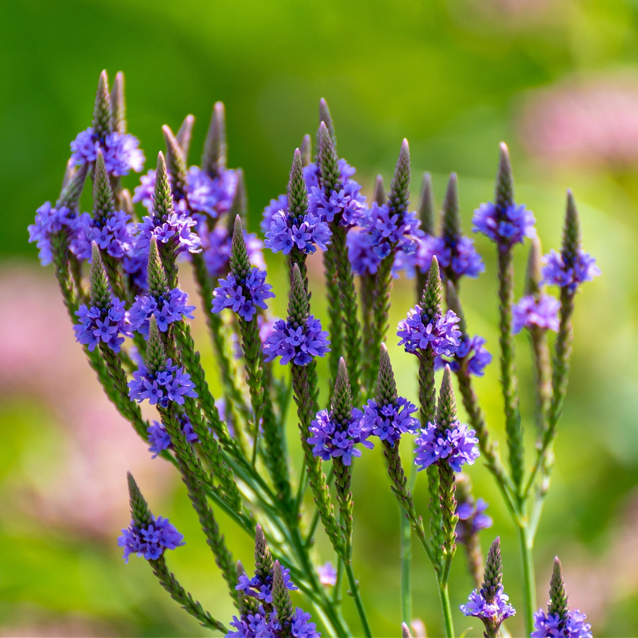 Blue Vervain