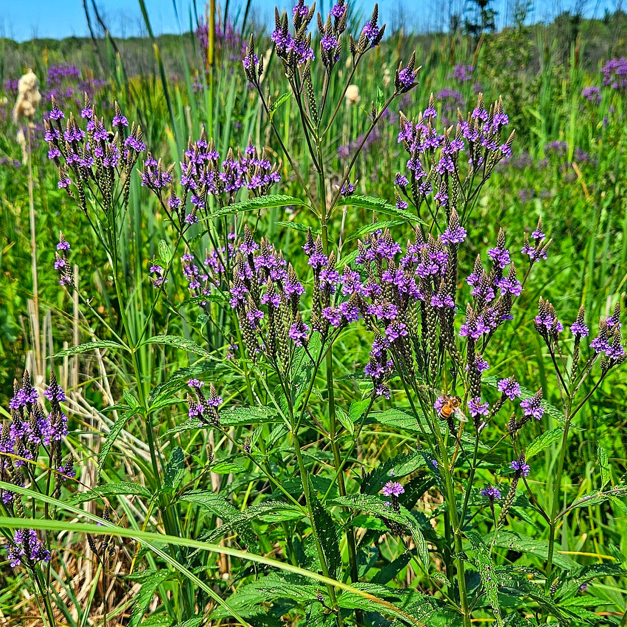 Blue Vervain Plants