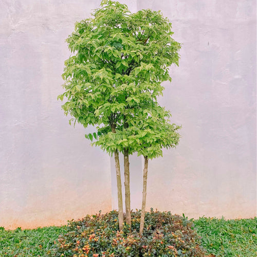 Box Elder Tree