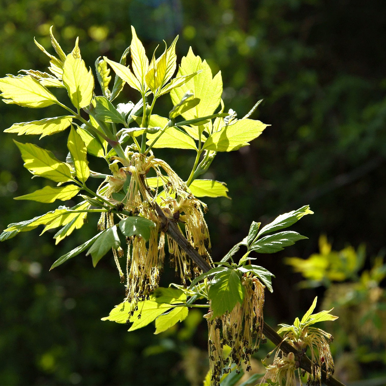 Box Elder Tree Foliage 