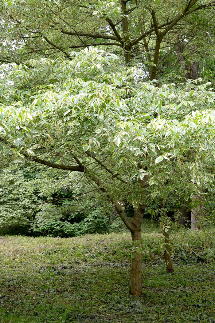 Box elder tree with lush variegated green and white leafy foliage in garden
