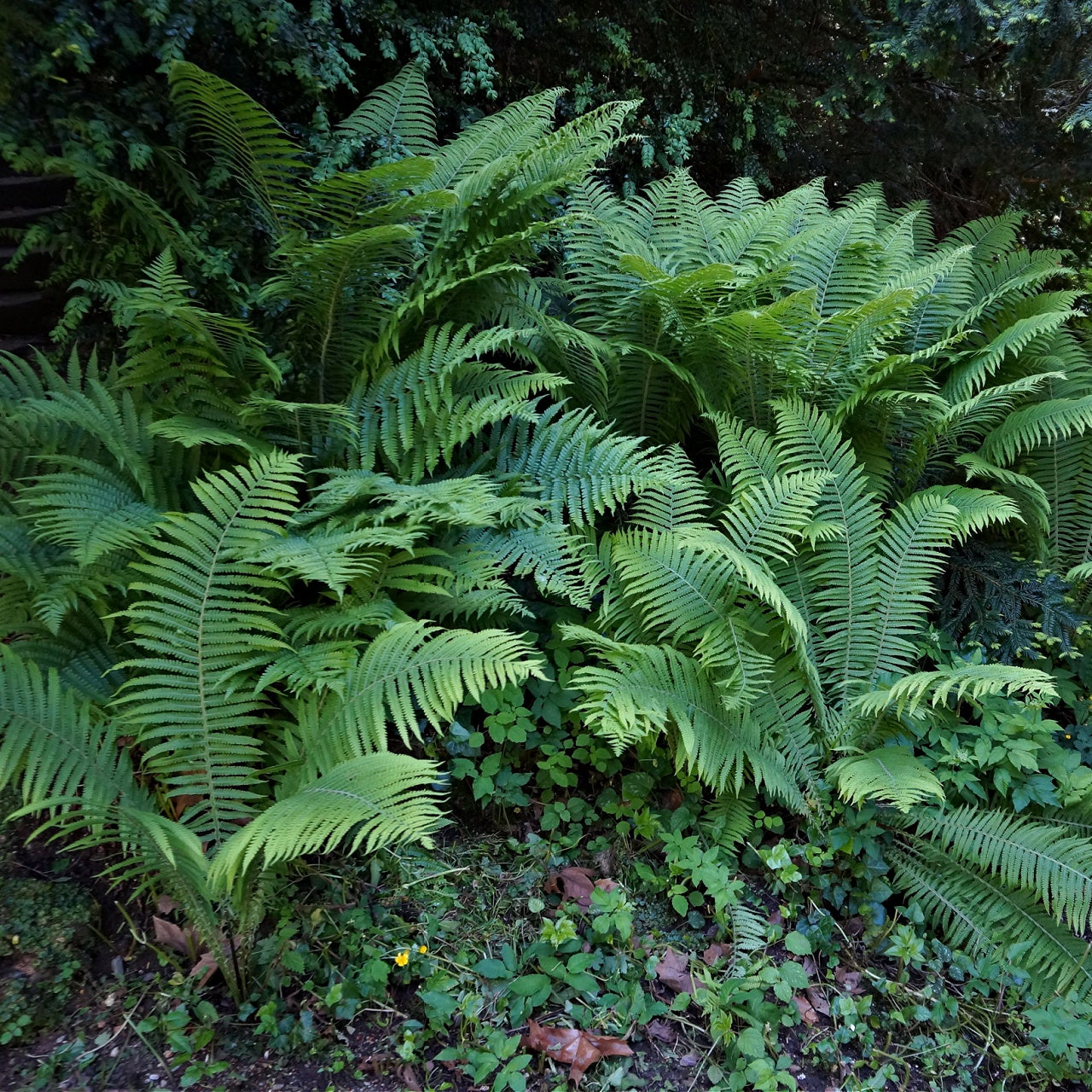 Bracken Fern