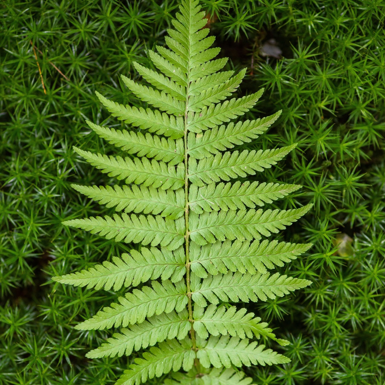 Bracken Ferns