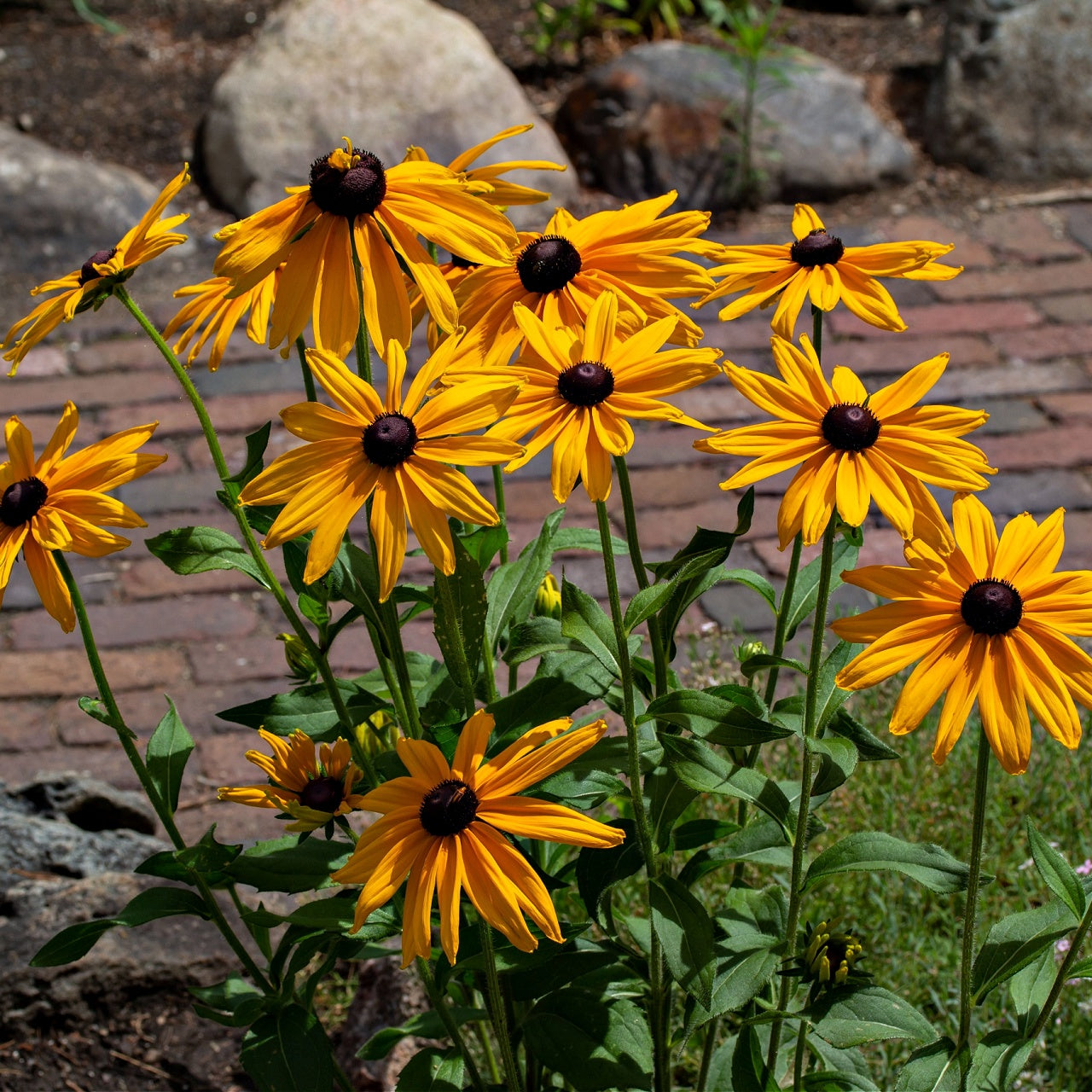 Brown Eyed Susan