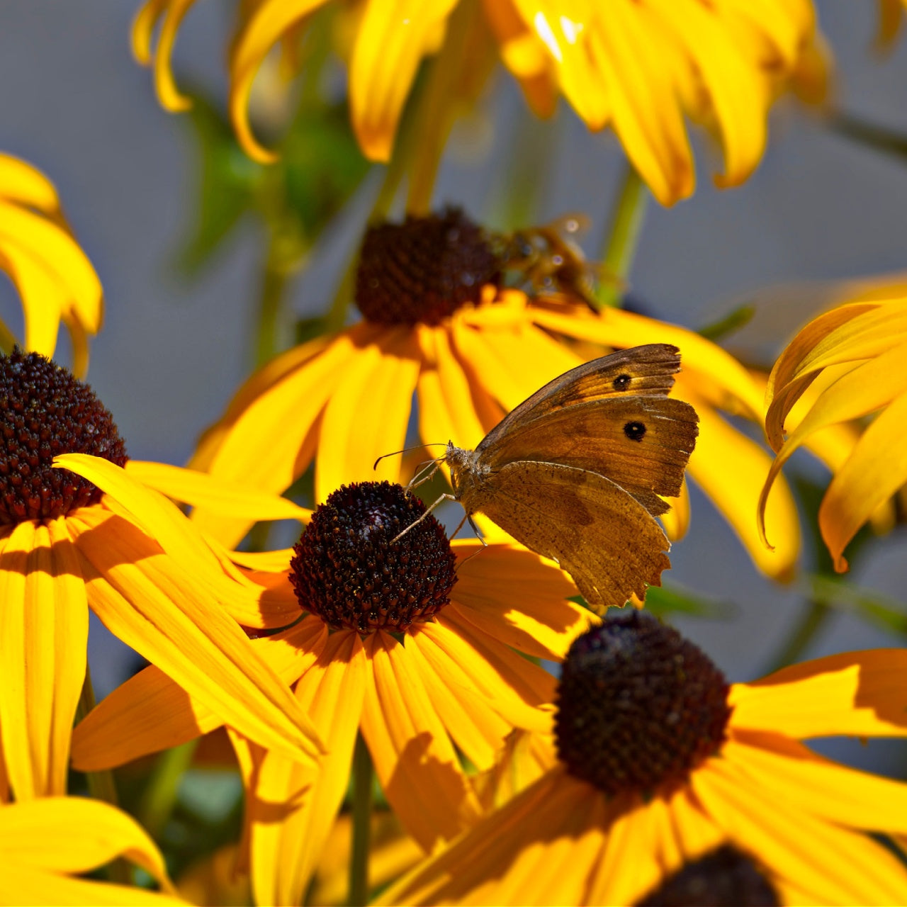 Brown Eyed Susans