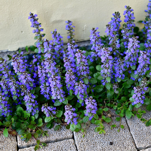 Bugleweed Plant