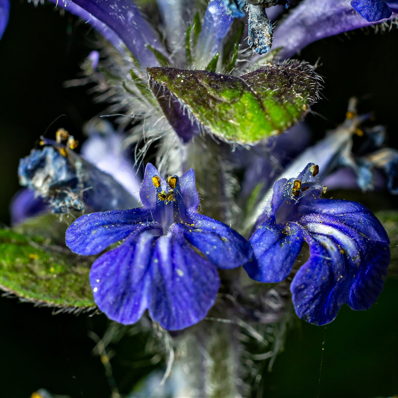 Bugleweed Plant Bloom