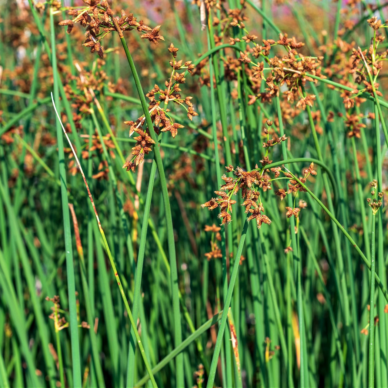 Bulrush Grass