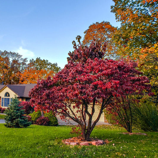 Burning Bush