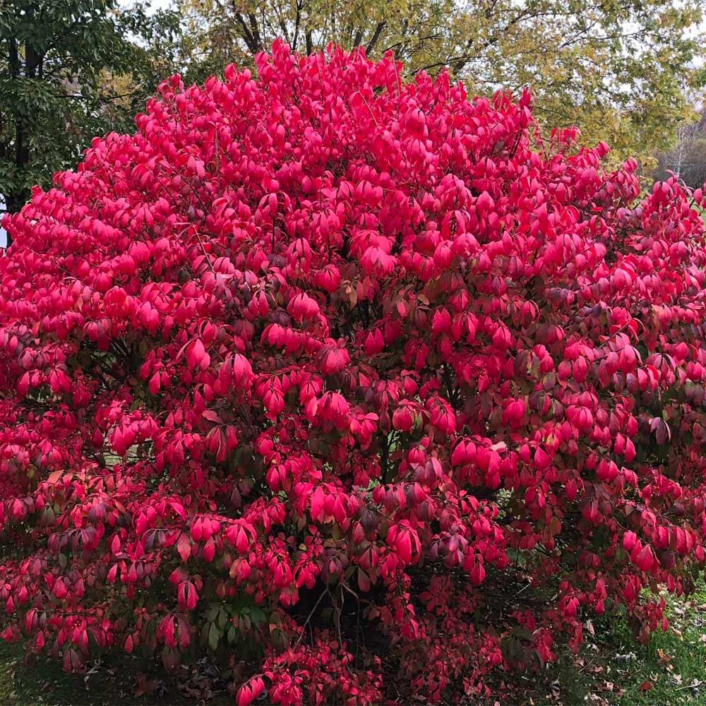 Burning Bush