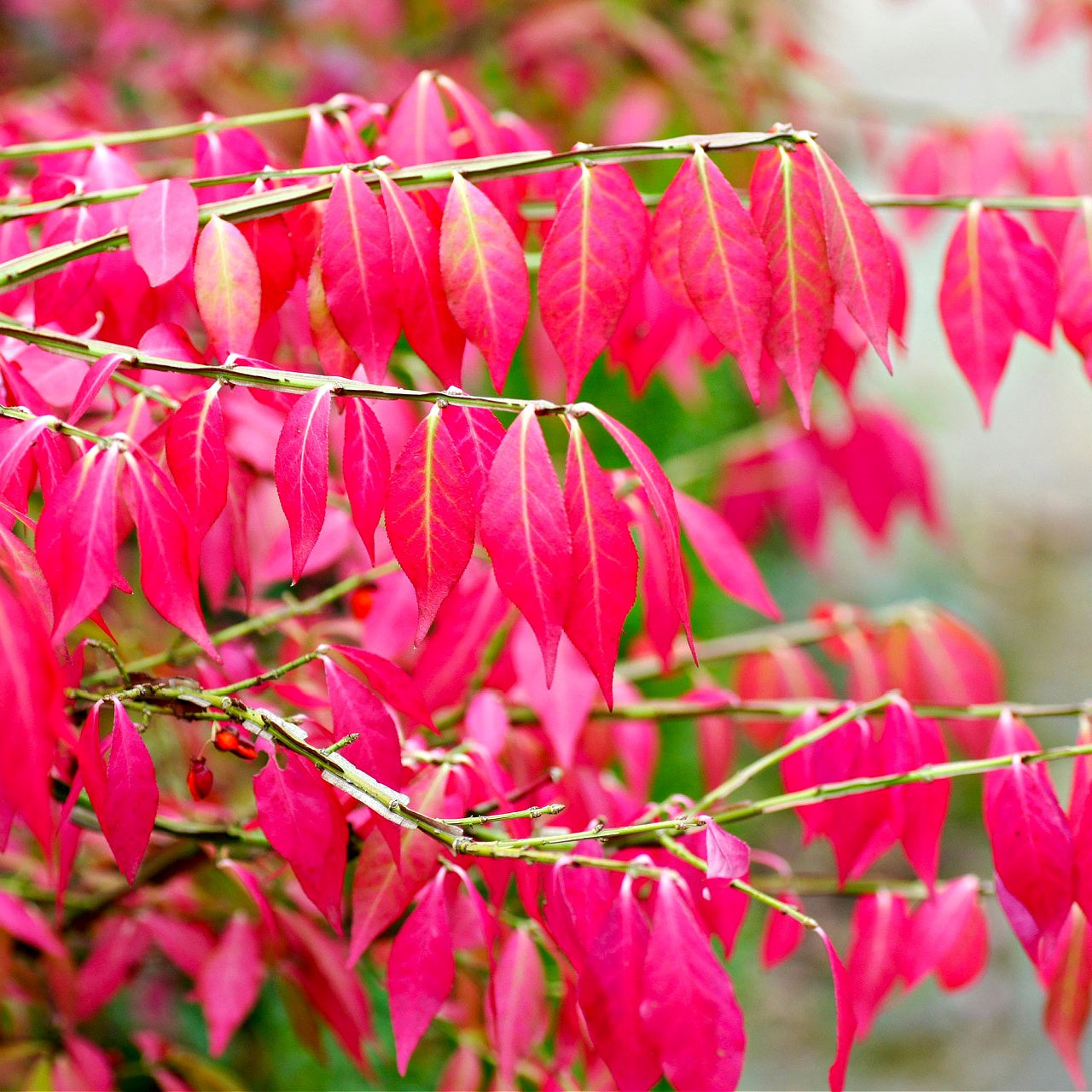 Burning Bush Foliage