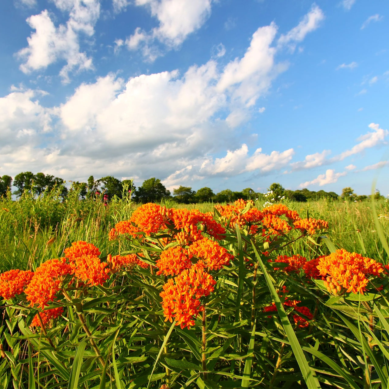 Butterfly Milkweed