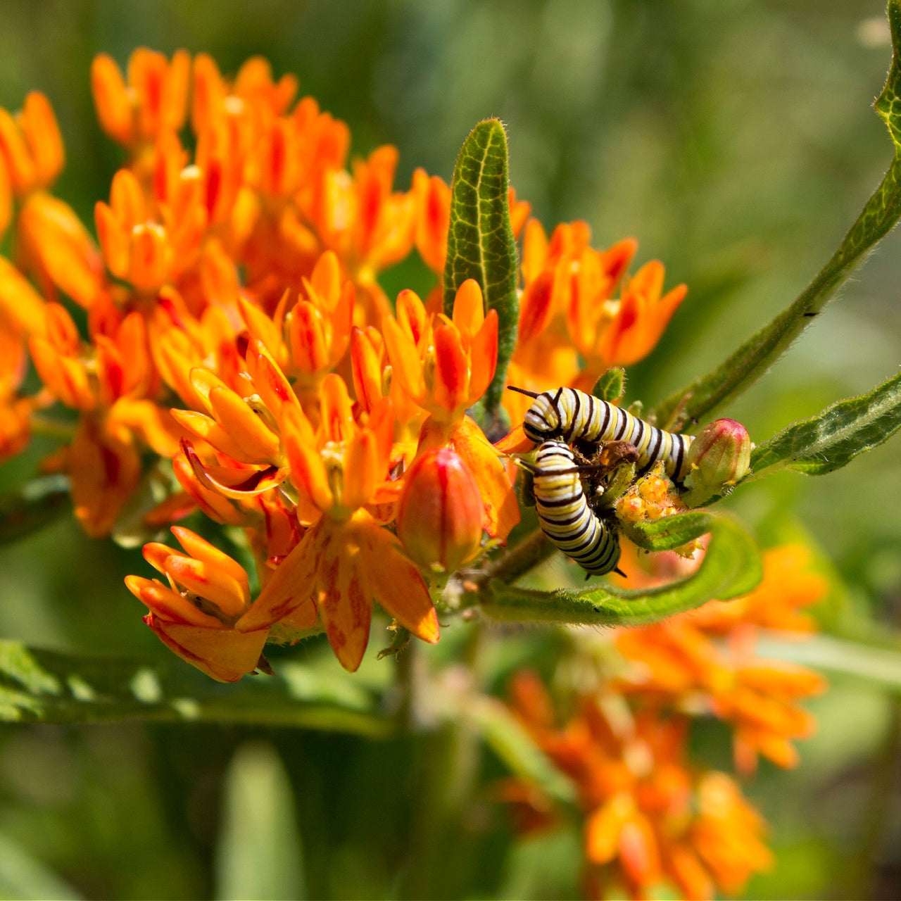 Butterfly Milkweed plant