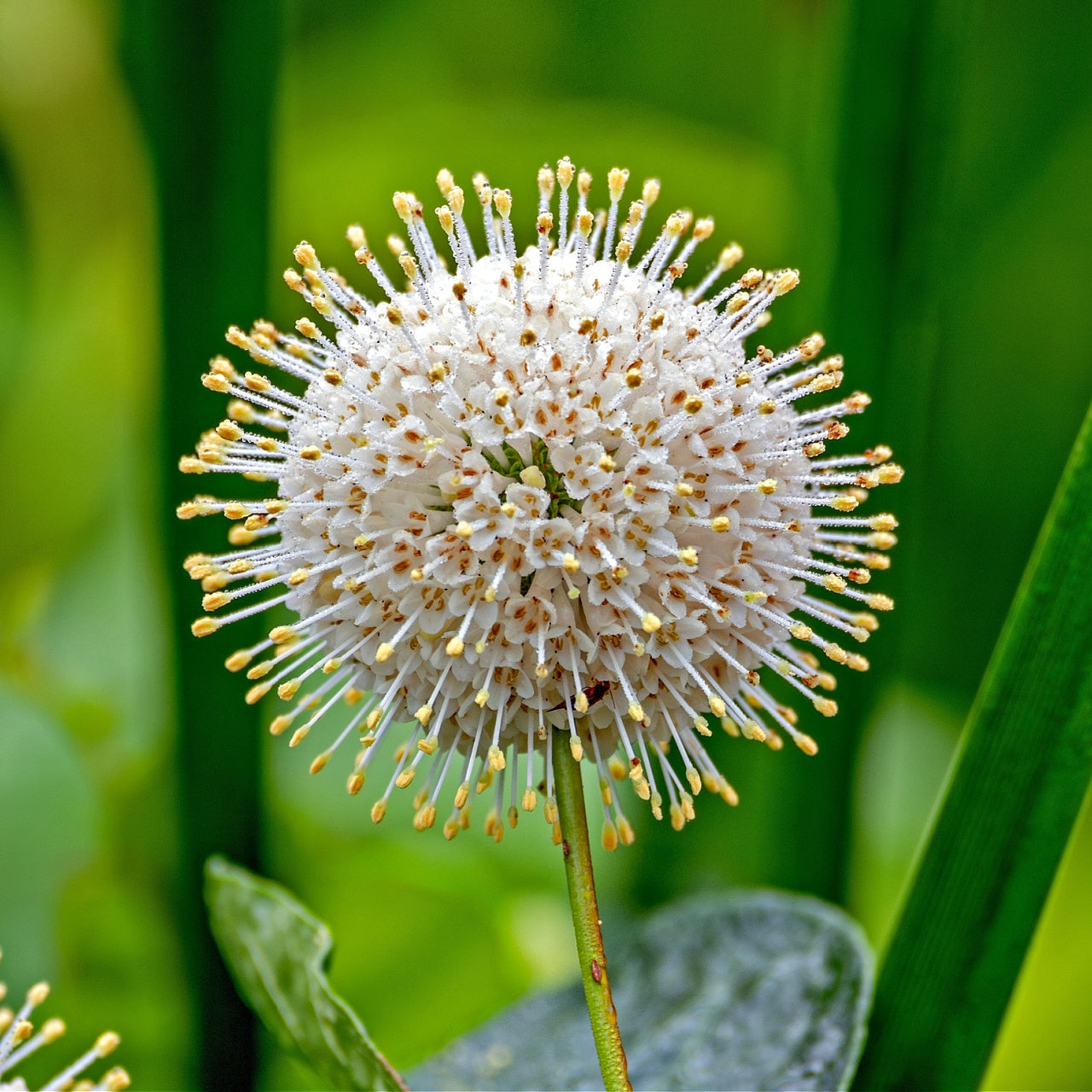 Button Bush Bloom