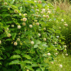 Button bush plant with vibrant green leaves and fluffy white spherical flowers