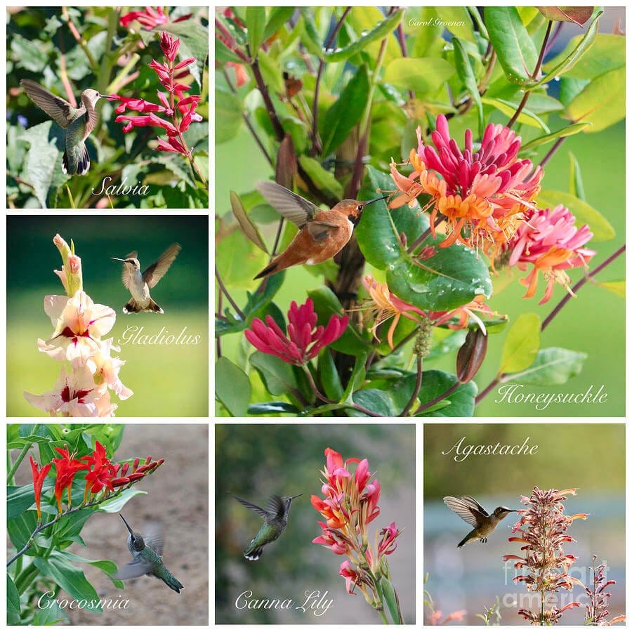 Vibrant hummingbird plants collage: 6 floral photos with hovering birds near red pink blossoms