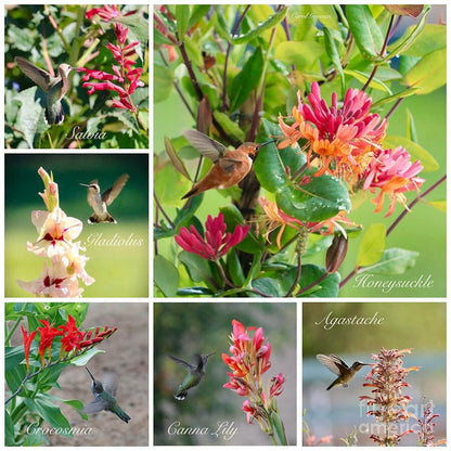 Vibrant hummingbird plants collage: 6 floral photos with hovering birds near red pink blossoms