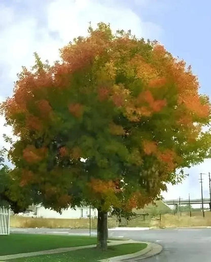Vibrant Box Elder tree with full rounded orange green autumn canopy on grassy corner