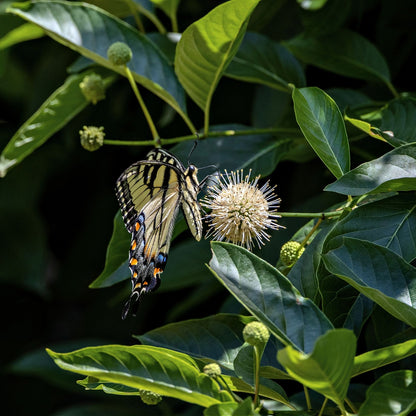 Yellow black swallowtail butterfly on Button Bush spiky white flower