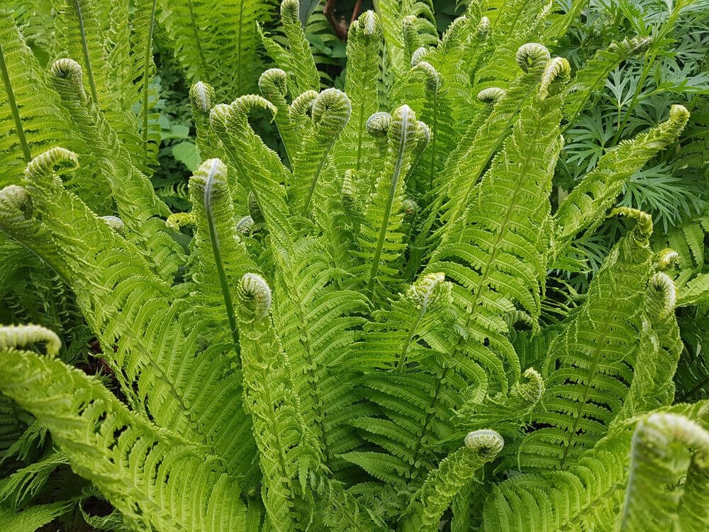Vibrant green fiddlehead fern fronds with feathery texture and coiled tips