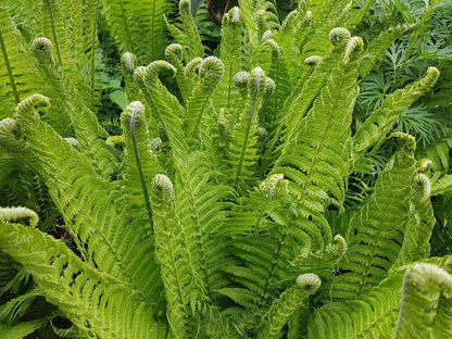 Vibrant green fiddlehead fern fronds with feathery texture and coiled tips