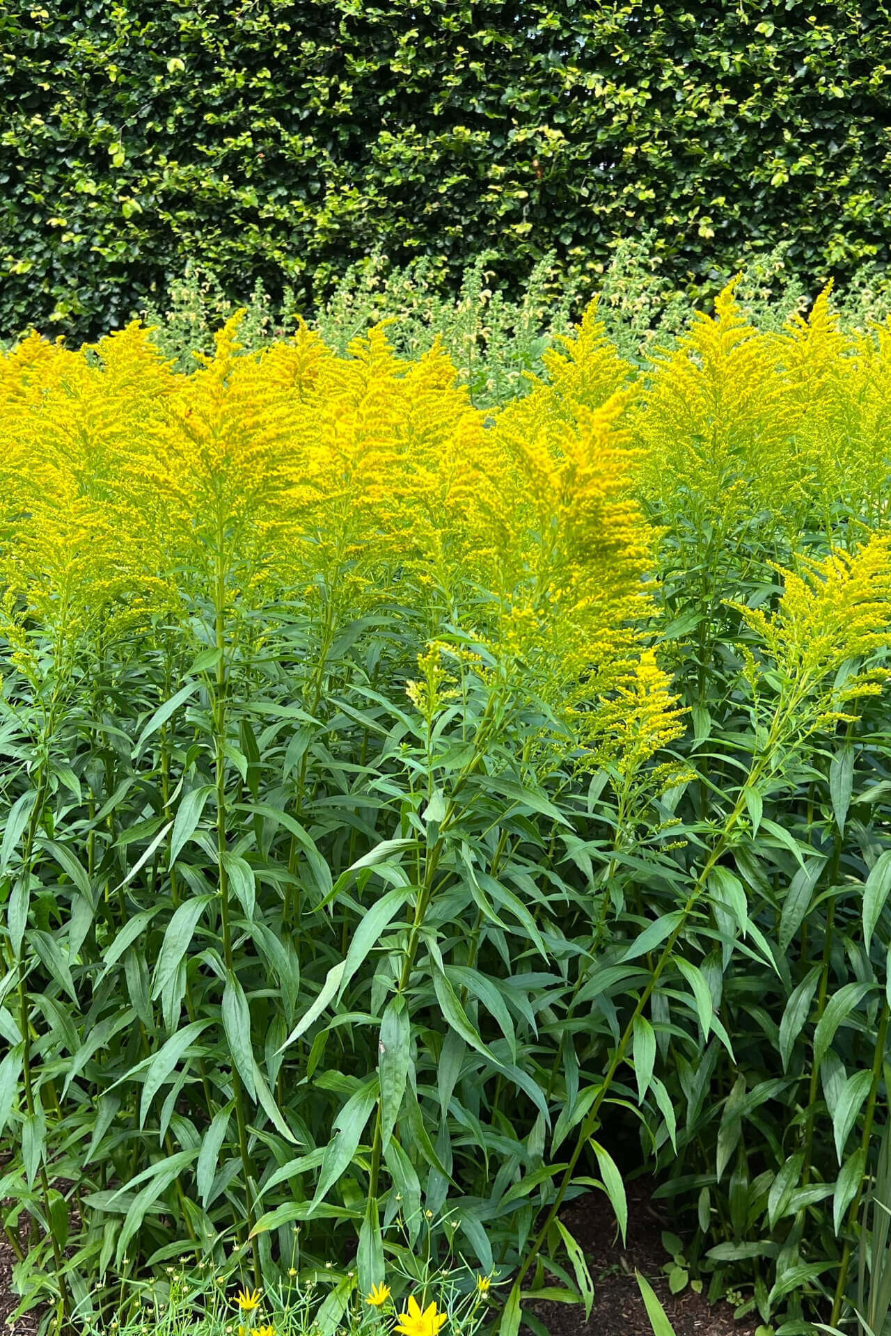 Golden Rod product: vibrant field of goldenrod with yellow flower clusters