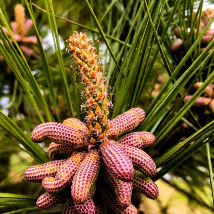 Young pinkish-purple Loblolly Pine cones among green needles