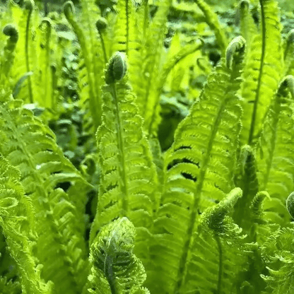 Vibrant lime-green Ostrich Fern fronds with feathery textures and coiled tips