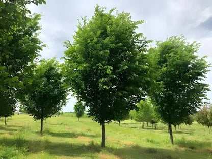 Lush green Overcup Oak tree in sunlit grassy field under partly cloudy sky