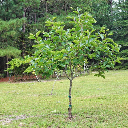 Young persimmon tree seedling with green leaves and small fruits